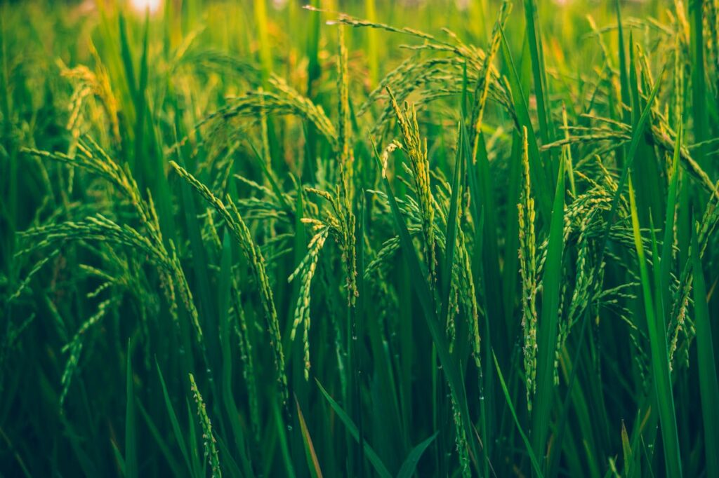 Selective Focus Photography Of Rice Field